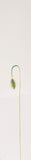 Kenzo Flower By Kenzo For Women. Eau De Parfum Spray 3.3 Ounces